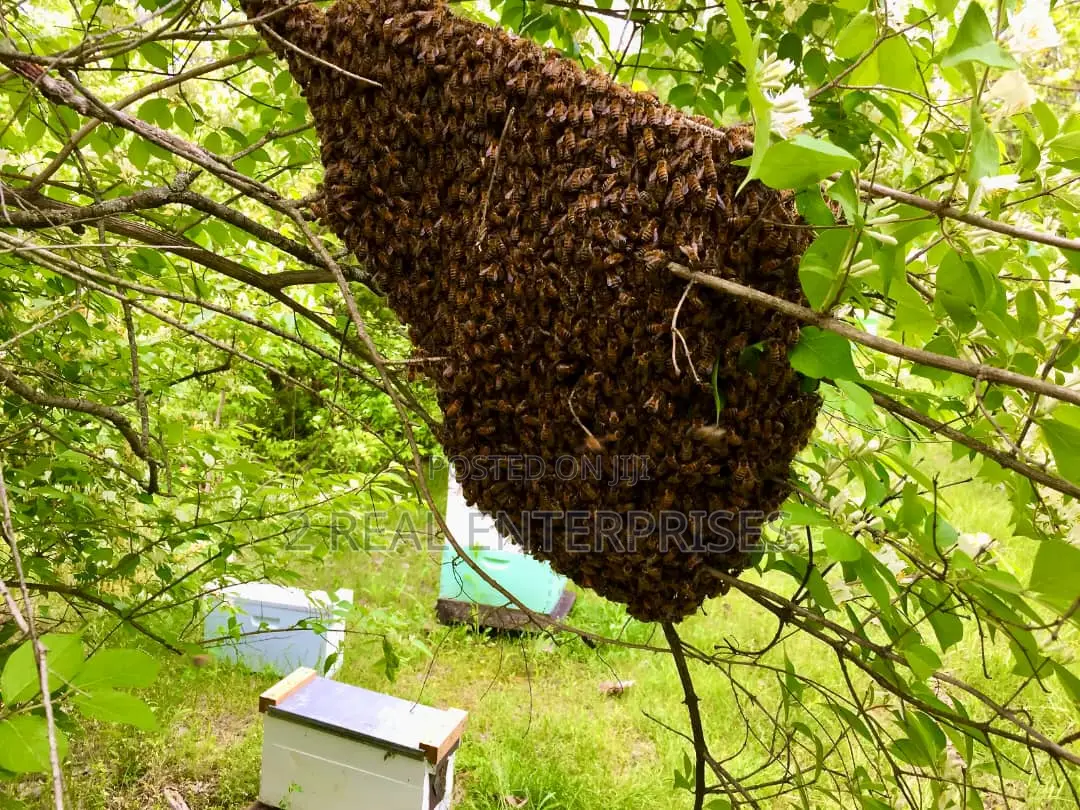 Professional Bee Evacuation Services for Your Home/Property