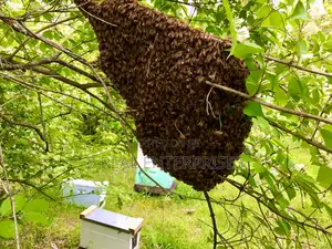 Professional Bee Evacuation Services for Your Home/Property