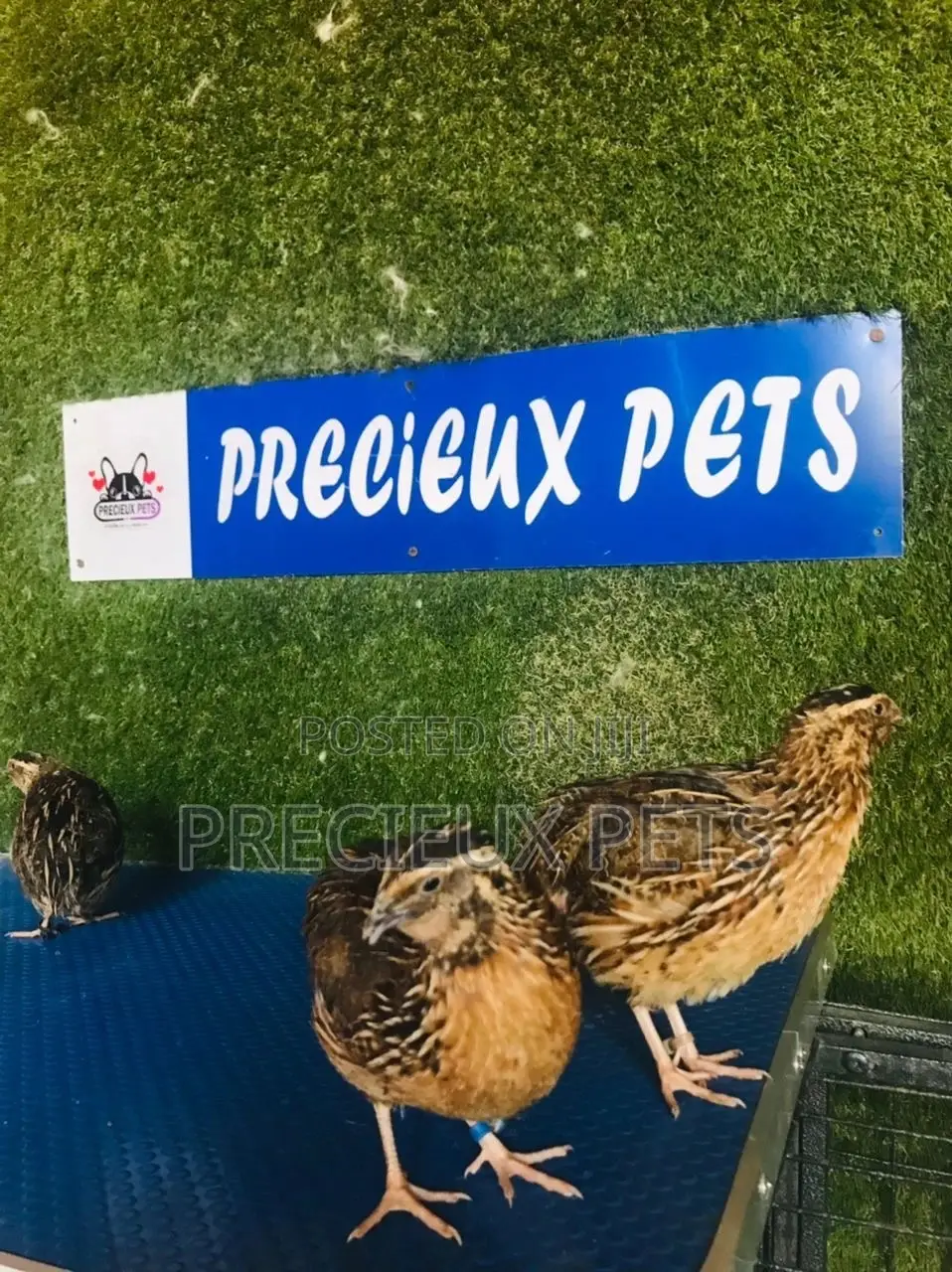 Adult Male Quail Birds
