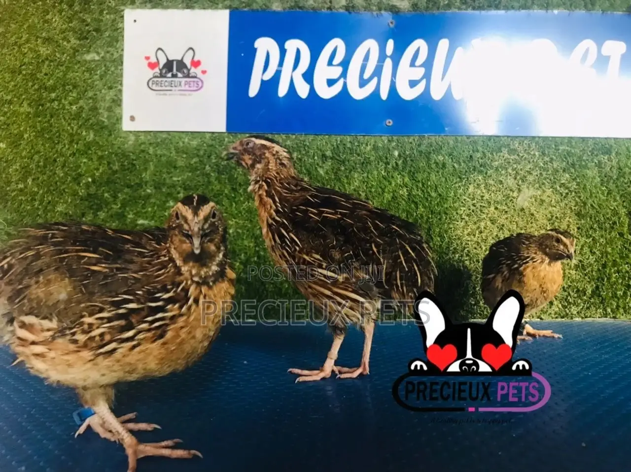 Adult Male Quail Birds