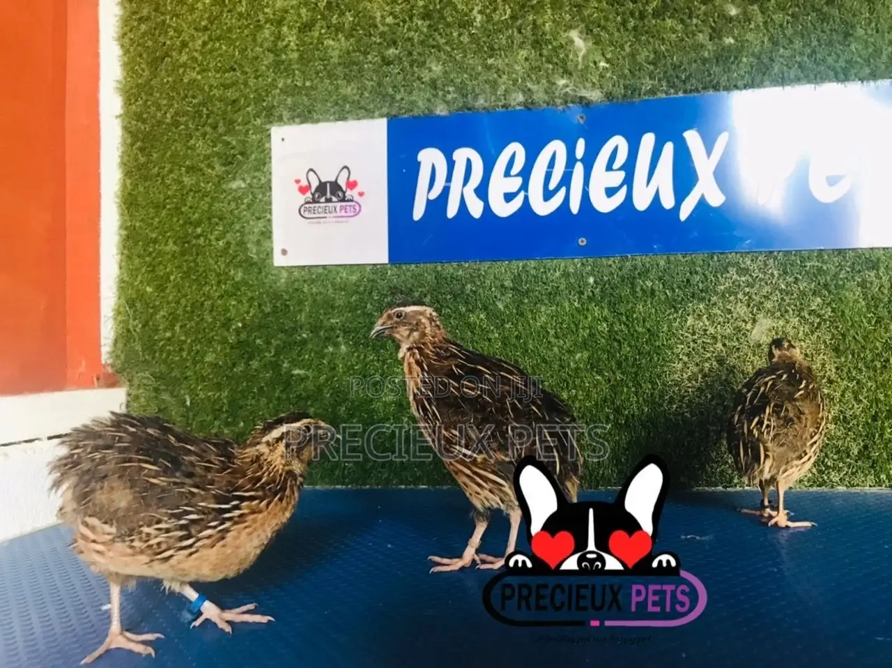 Adult Male Quail Birds
