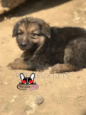 1-3 months Male Purebred German Shepherd