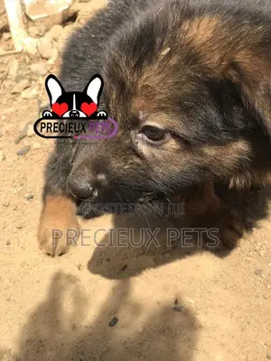 1-3 months Male Purebred German Shepherd