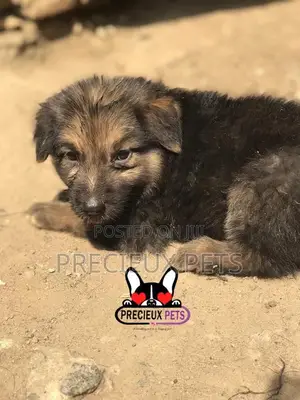 1-3 months Male Purebred German Shepherd