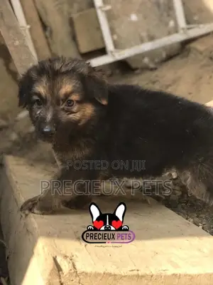 1-3 months Male Purebred German Shepherd