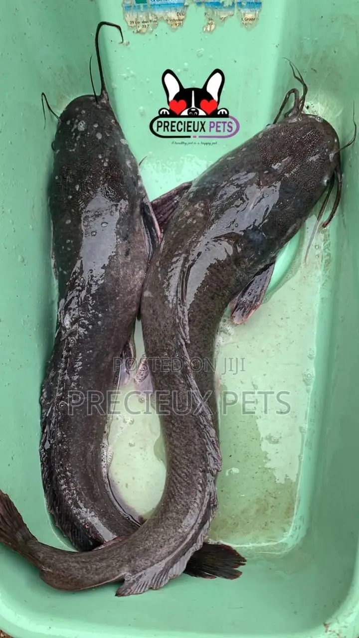 Fresh Water Catfish