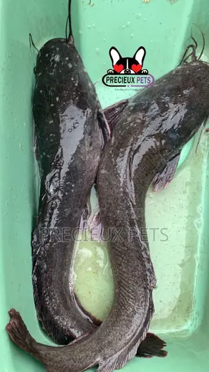 Fresh Water Catfish