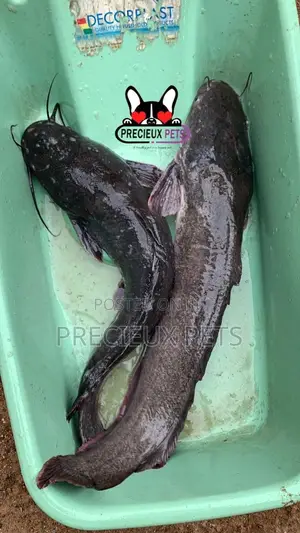 Fresh Water Catfish