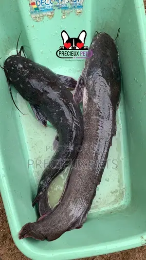 Fresh Water Catfish