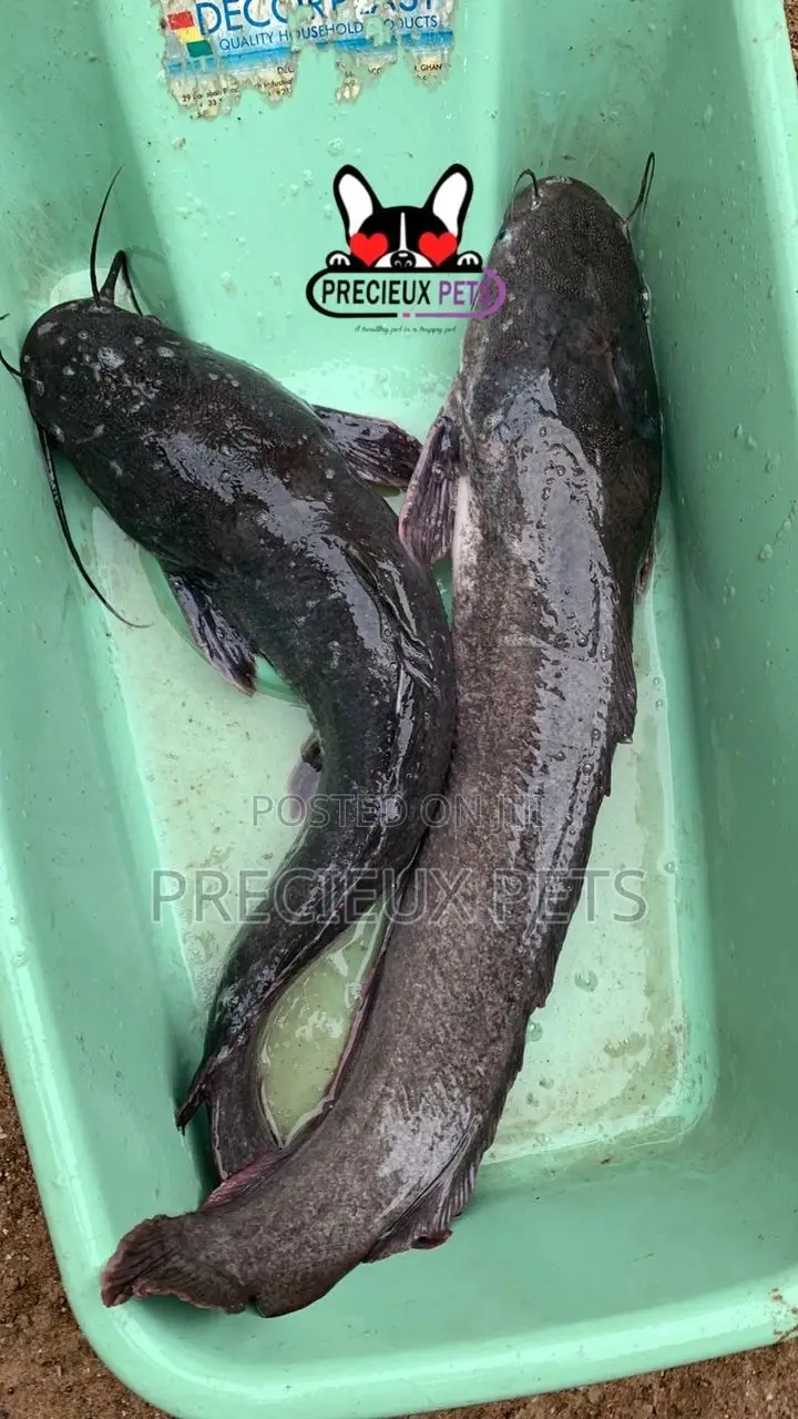 Fresh Water Catfish