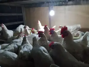 Poultry Feed