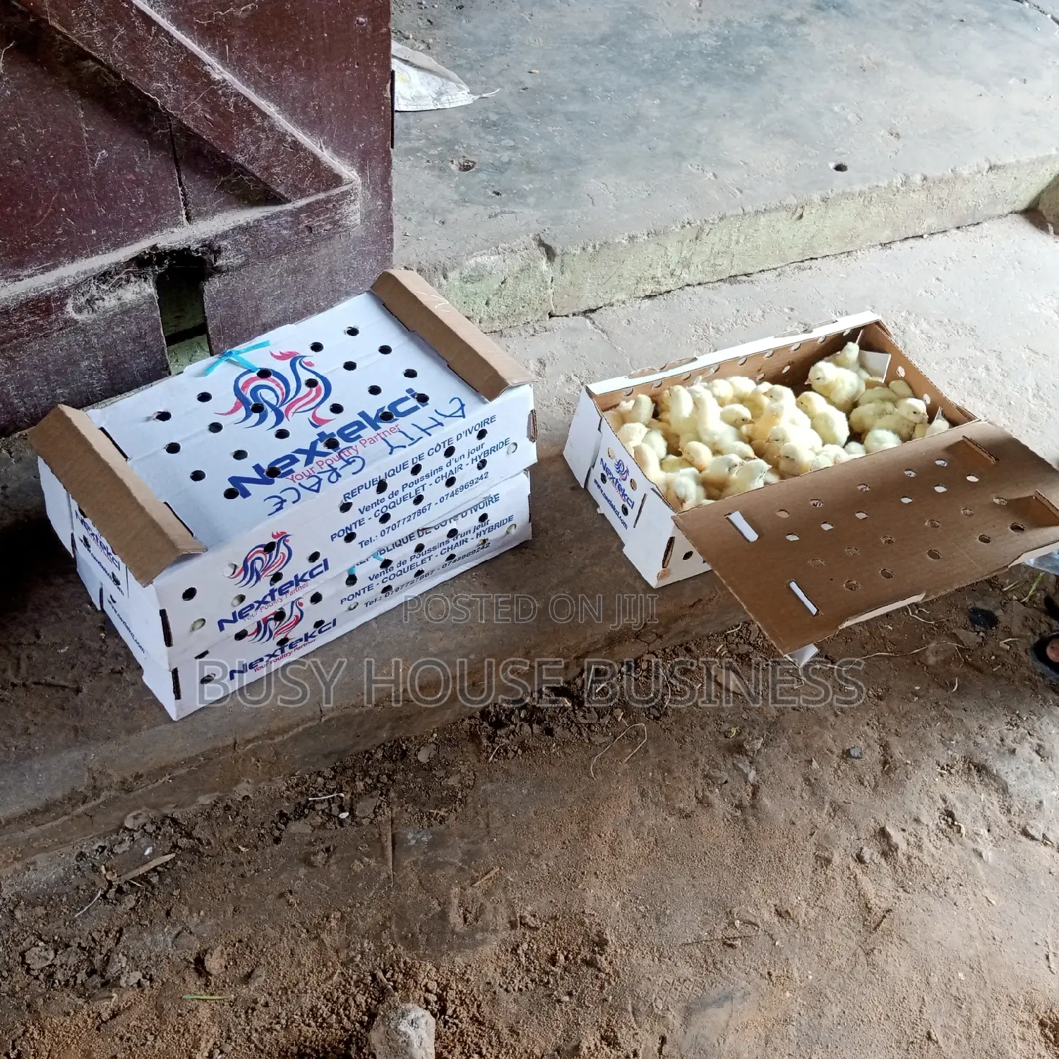 Poultry Feed