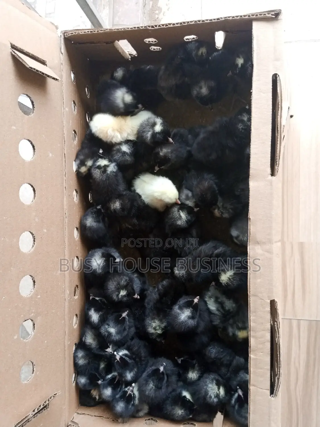 Poultry Feed
