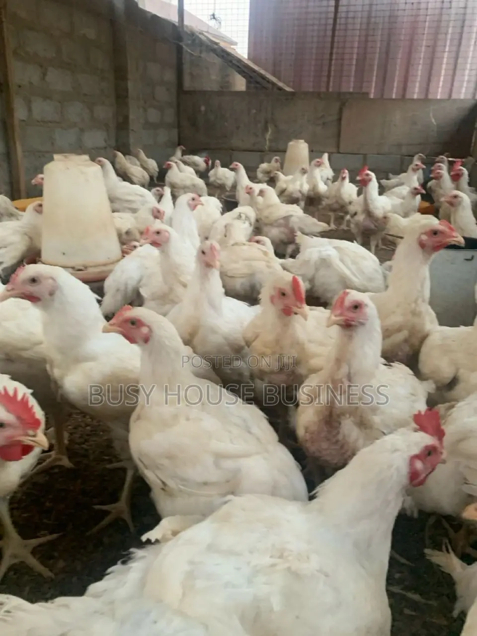 Poultry Feed