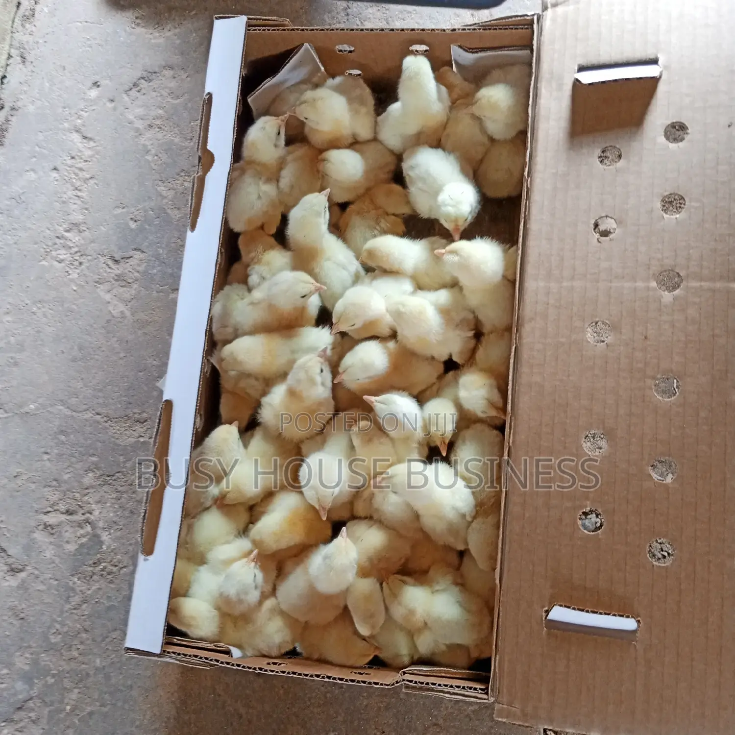 Poultry Feed