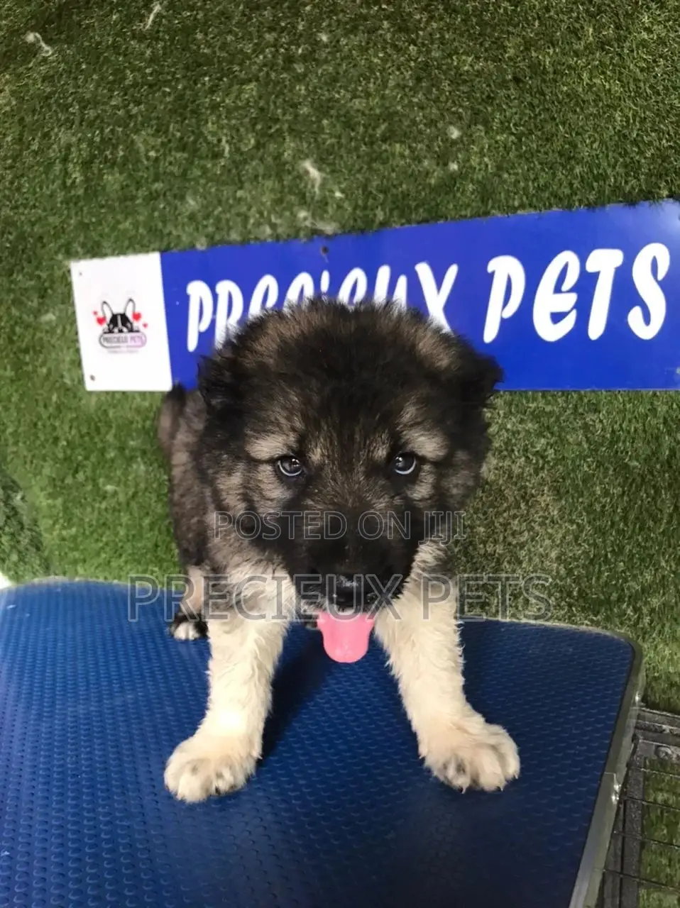 1-3 months Male Purebred Caucasian Shepherd