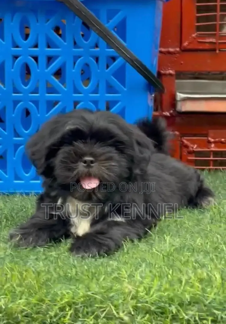 1-3 months Male Purebred Poodle