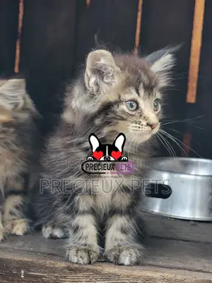 1-3 months Male Purebred Maine Coon