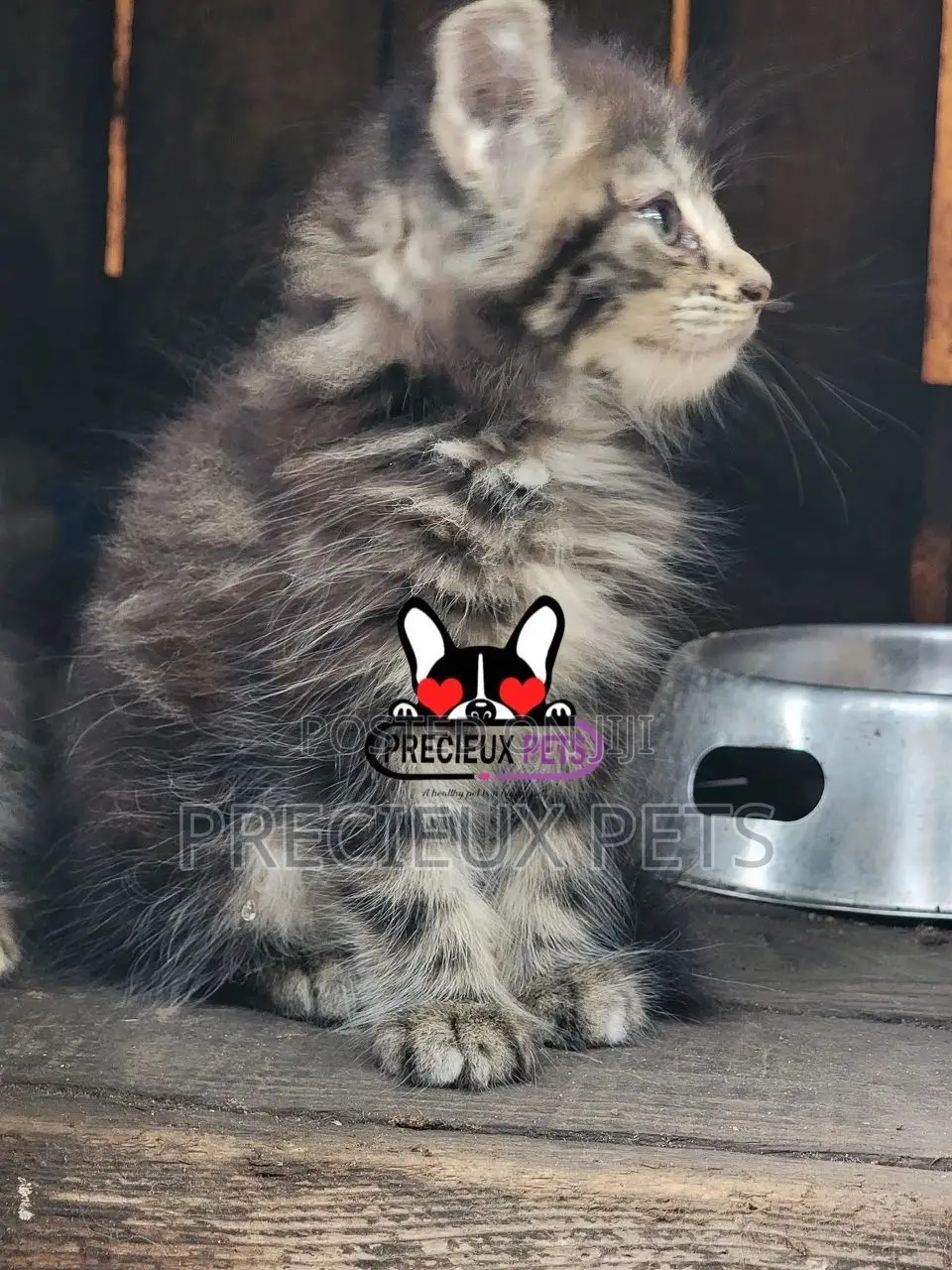 1-3 months Male Purebred Maine Coon