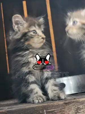 1-3 months Male Purebred Maine Coon