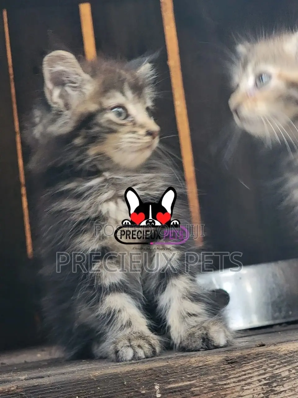 1-3 months Male Purebred Maine Coon