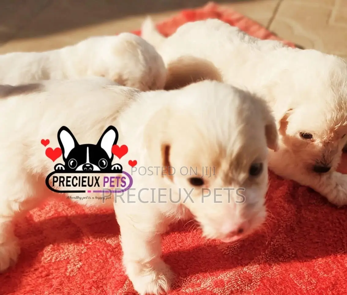 1-3 months Male Mixed Breed Maltipoo