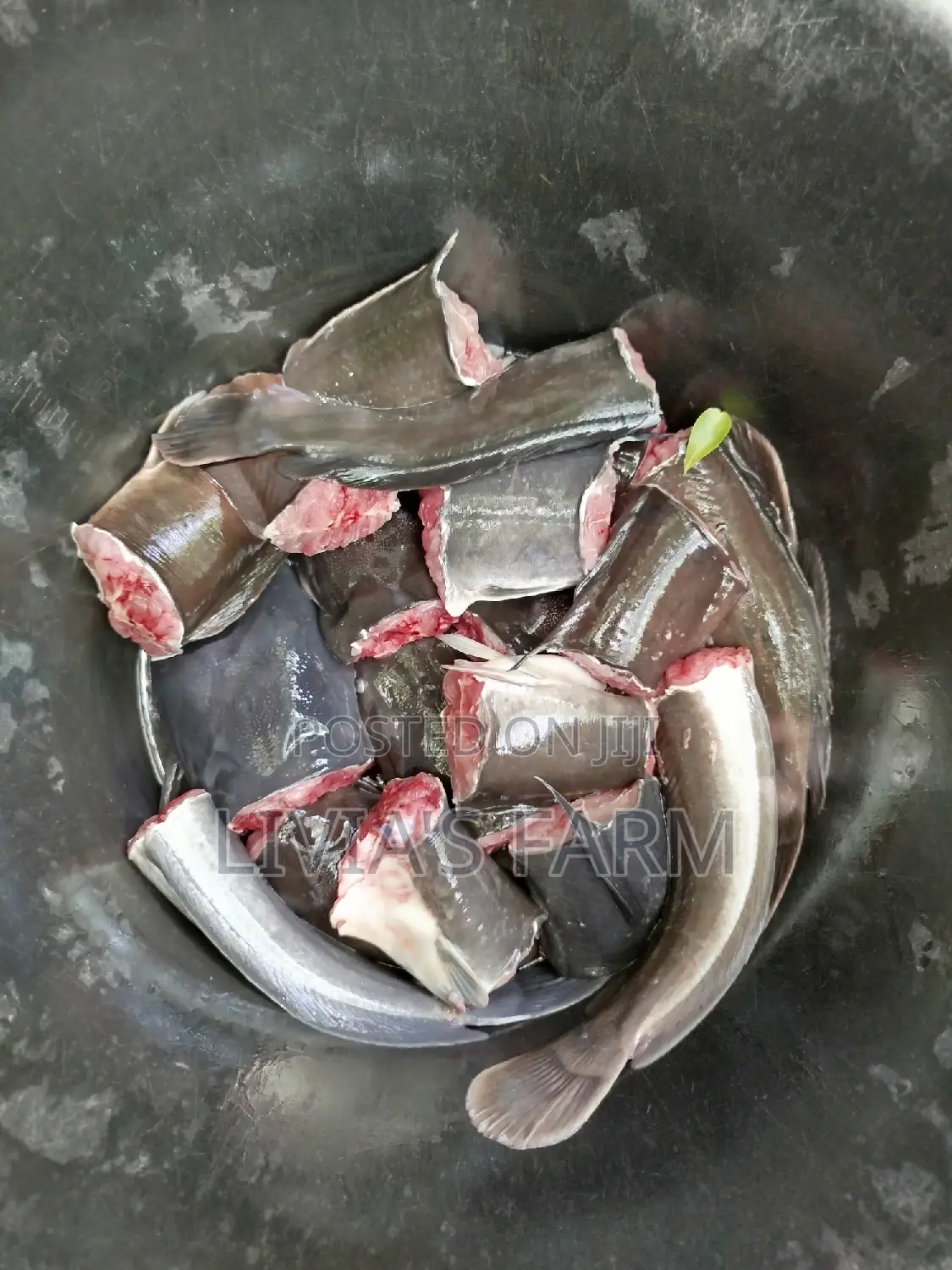 Highly Nutritious Cat Fish