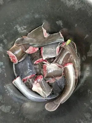Highly Nutritious Cat Fish