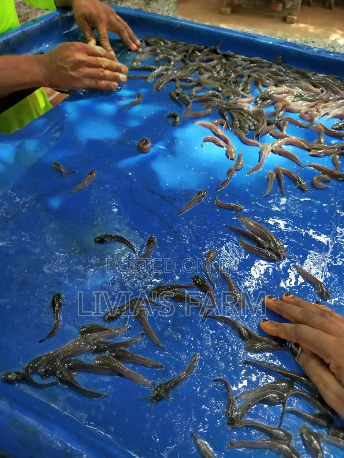 Highly Nutritious Cat Fish