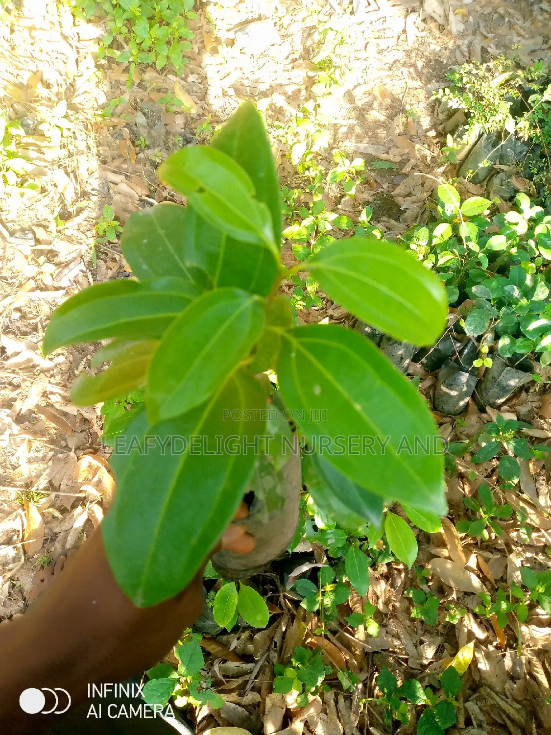 Cinnamon Seedlings