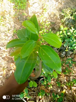 Cinnamon Seedlings