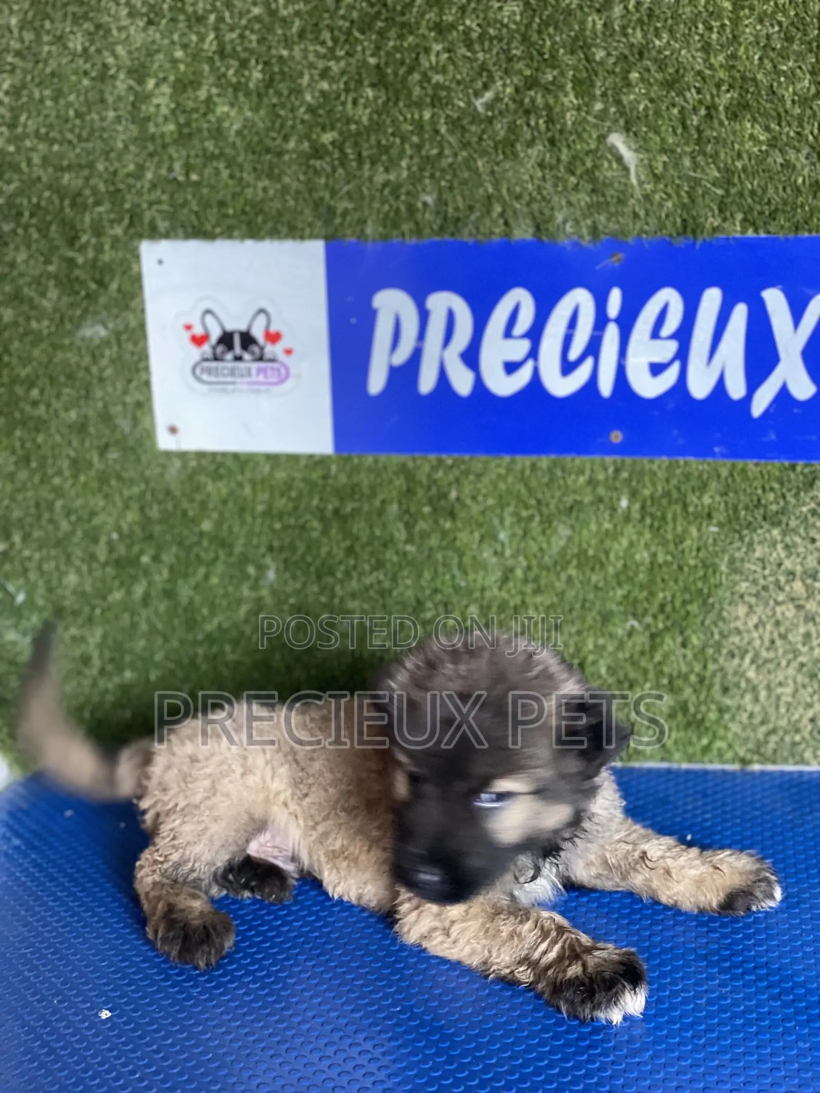 1-3 months Female Purebred Caucasian Shepherd