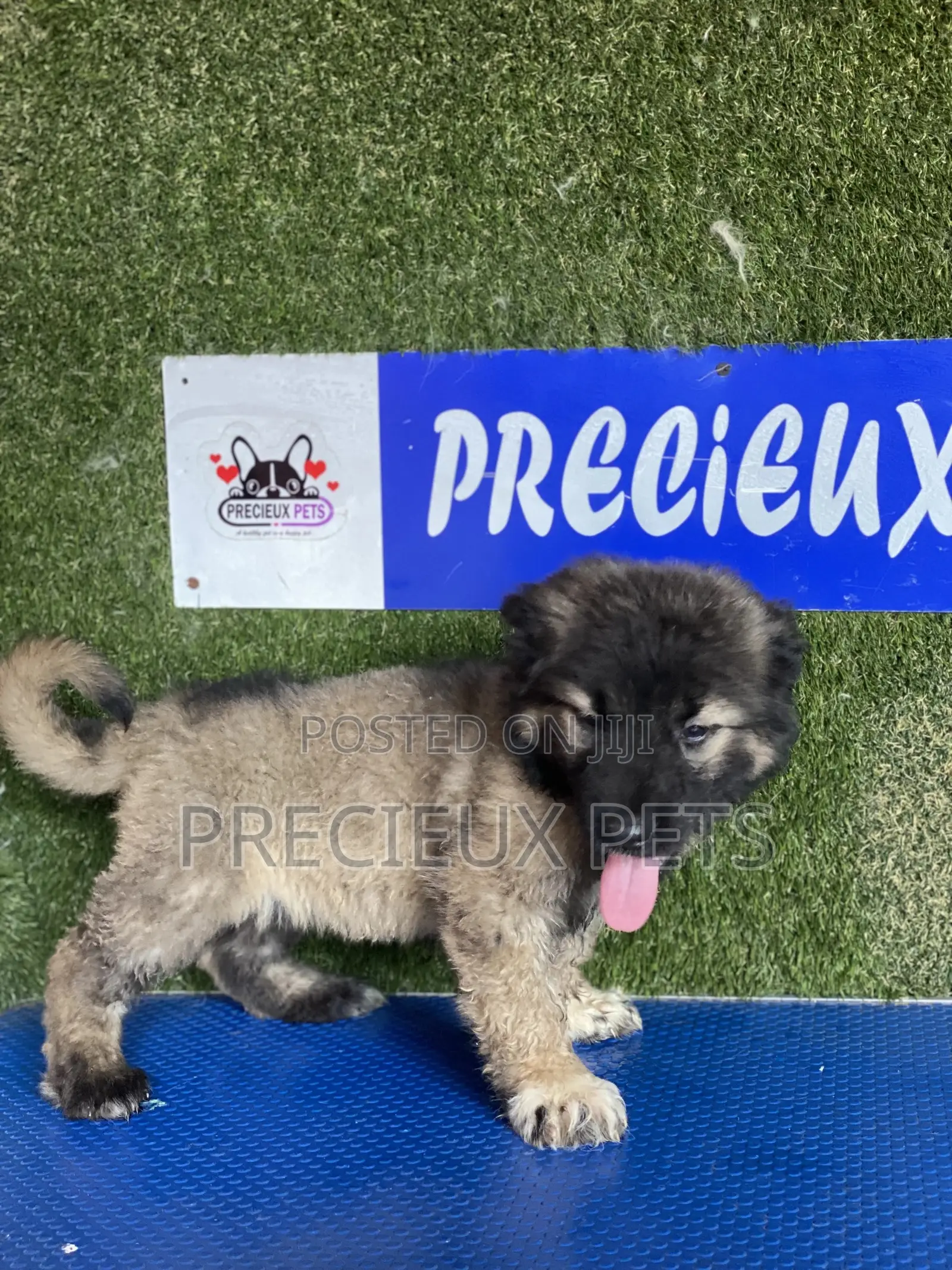 1-3 months Female Purebred Caucasian Shepherd