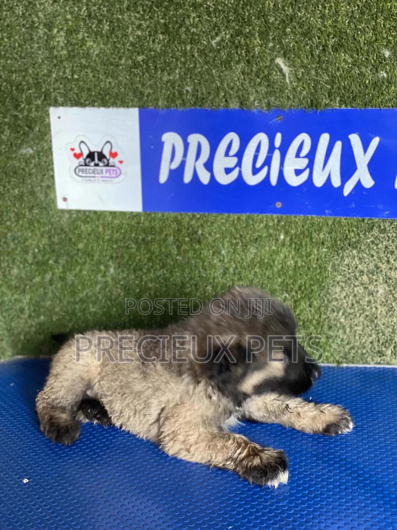 1-3 months Female Purebred Caucasian Shepherd