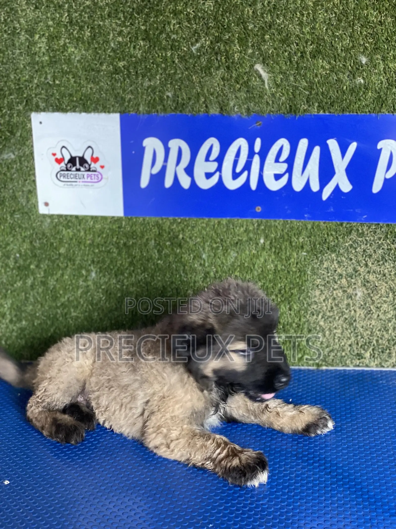 1-3 months Female Purebred Caucasian Shepherd