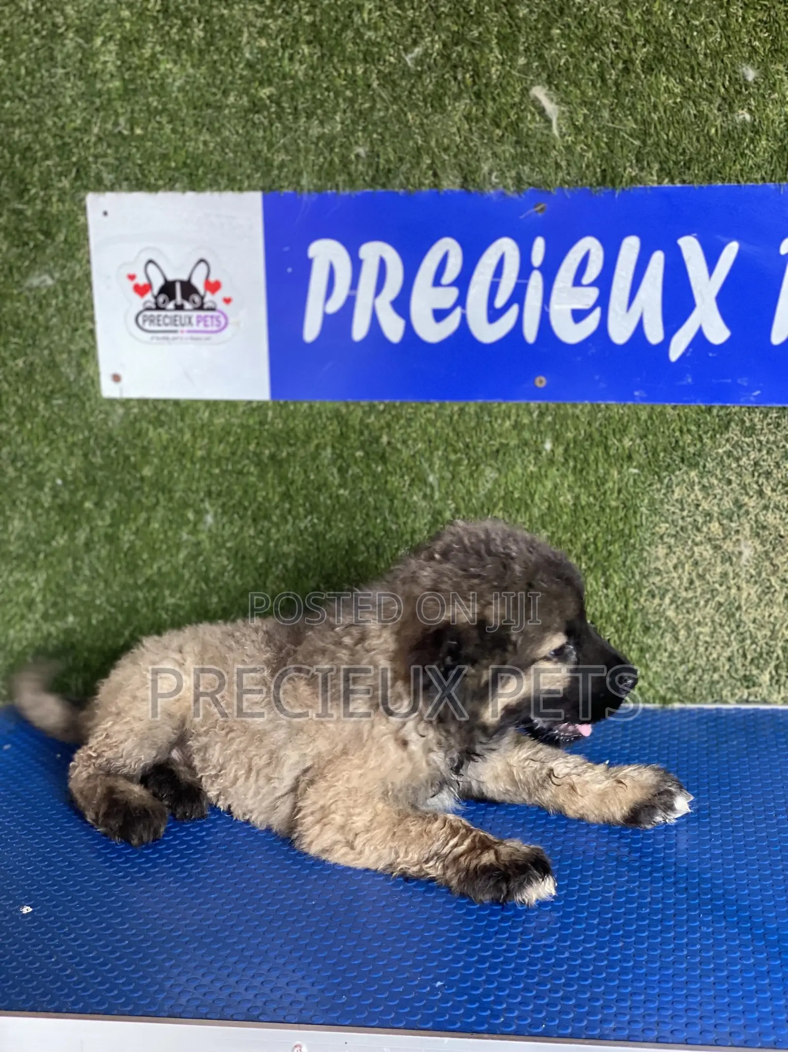 1-3 months Female Purebred Caucasian Shepherd