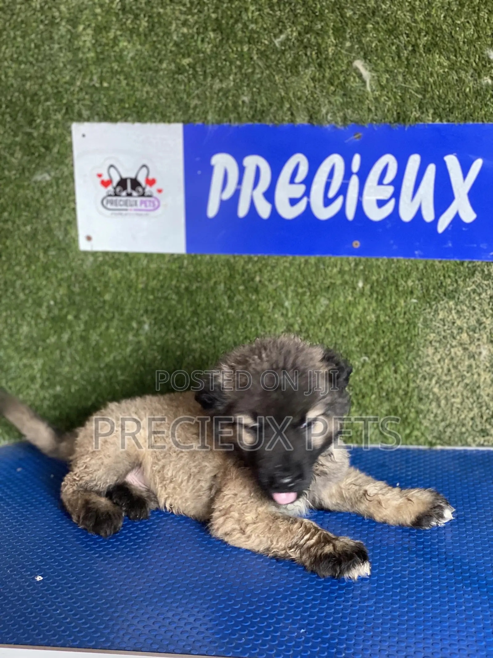 1-3 months Female Purebred Caucasian Shepherd