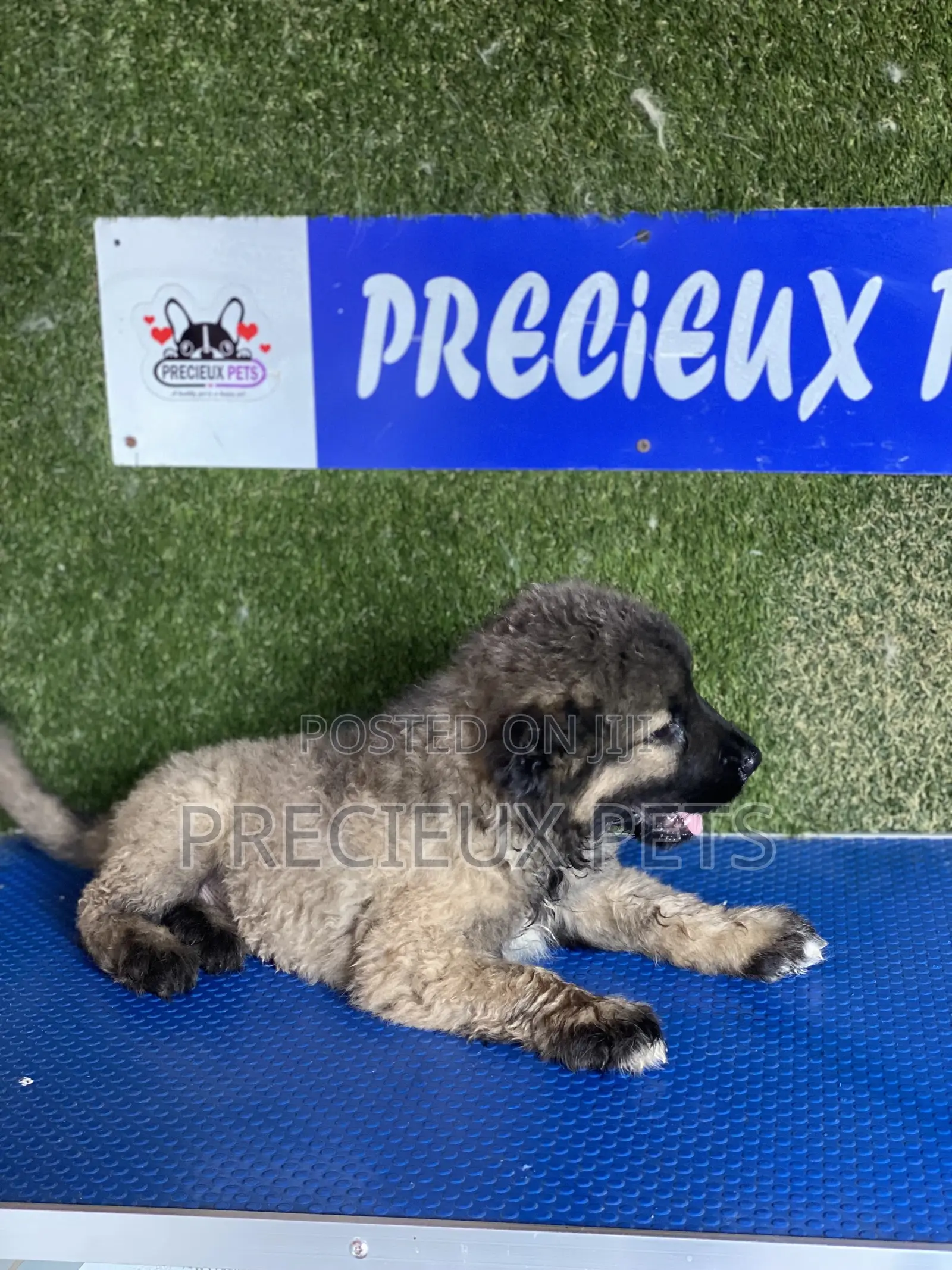 1-3 months Female Purebred Caucasian Shepherd