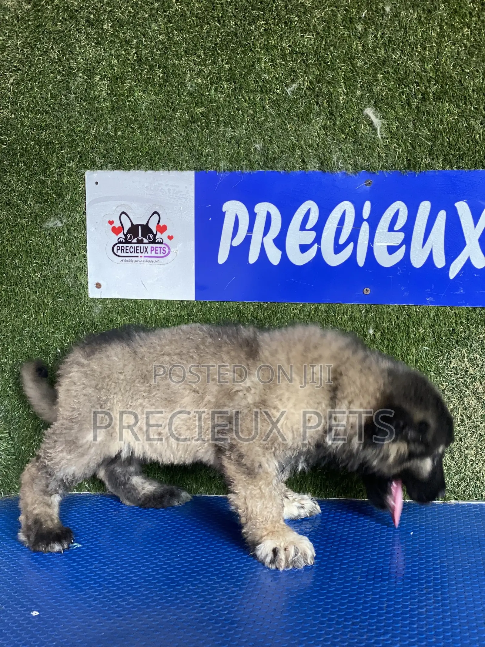1-3 months Female Purebred Caucasian Shepherd