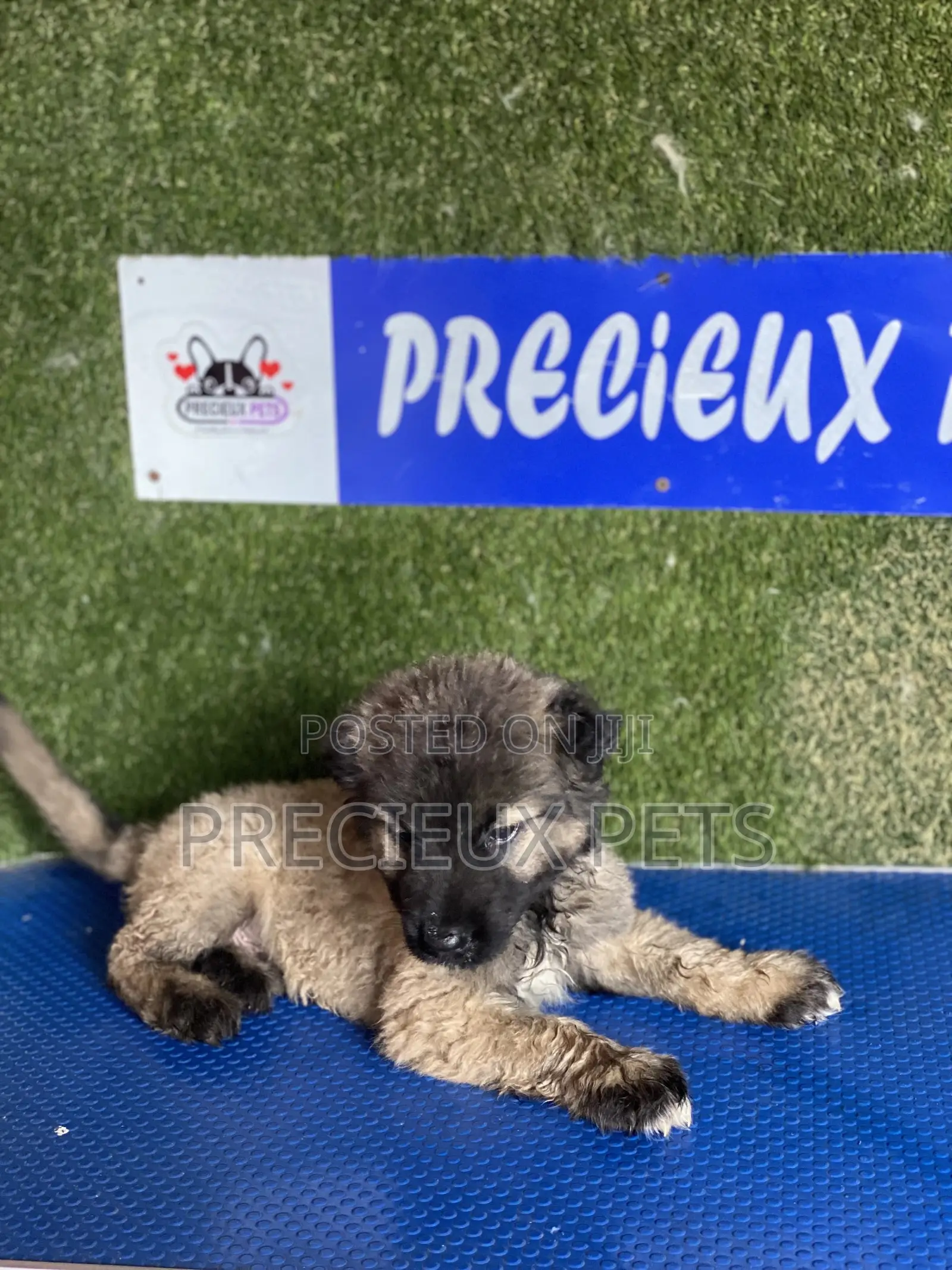 1-3 months Female Purebred Caucasian Shepherd