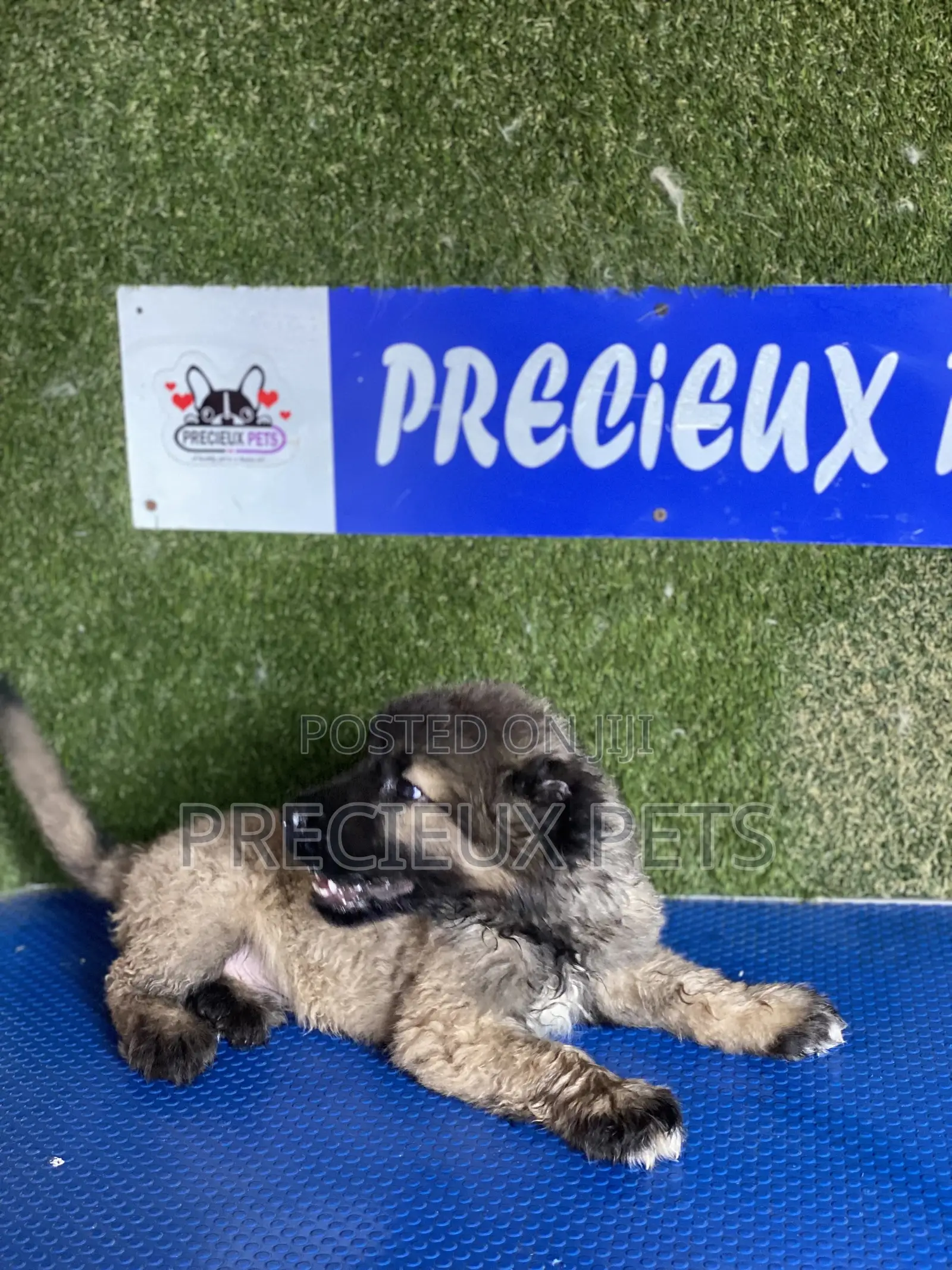 1-3 months Female Purebred Caucasian Shepherd