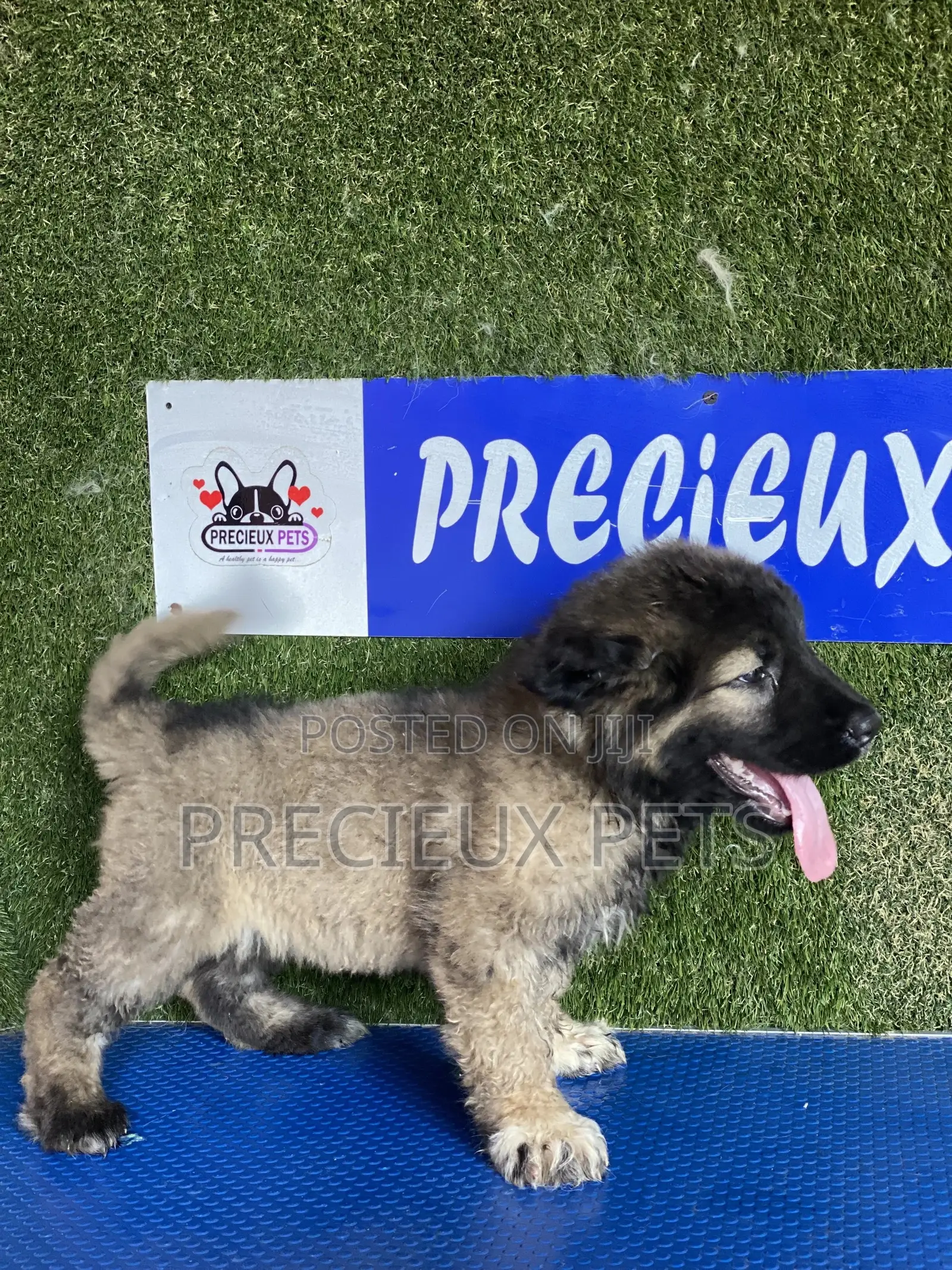 1-3 months Female Purebred Caucasian Shepherd