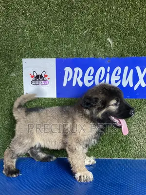 1-3 months Female Purebred Caucasian Shepherd