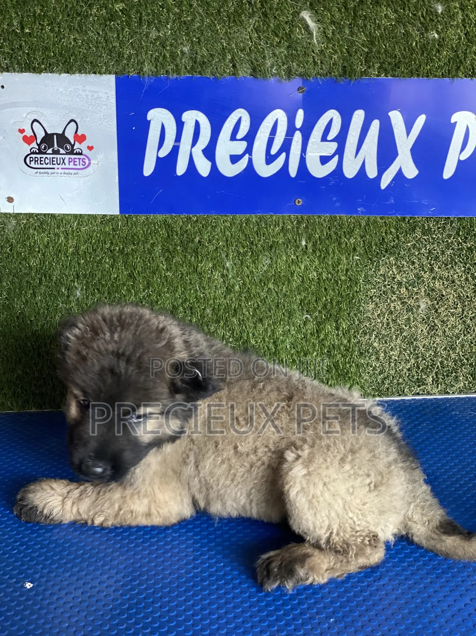 1-3 months Female Purebred Caucasian Shepherd