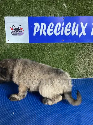 1-3 months Female Purebred Caucasian Shepherd