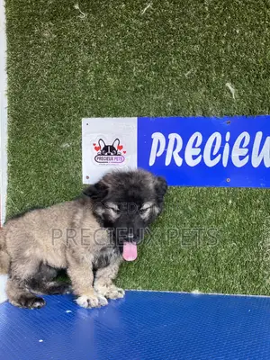 1-3 months Male Purebred Caucasian Shepherd