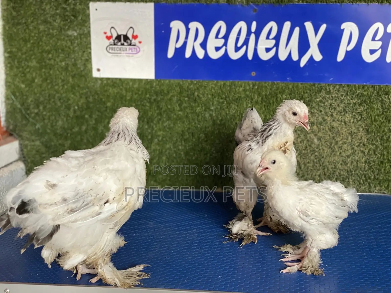 6 Weeks Plus Brahmas Chickens