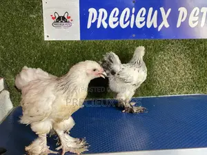 6 Weeks Plus Brahmas Chickens