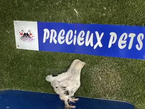 6 Weeks Plus Brahmas Chickens
