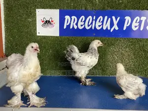 6 Weeks Plus Brahmas Chickens